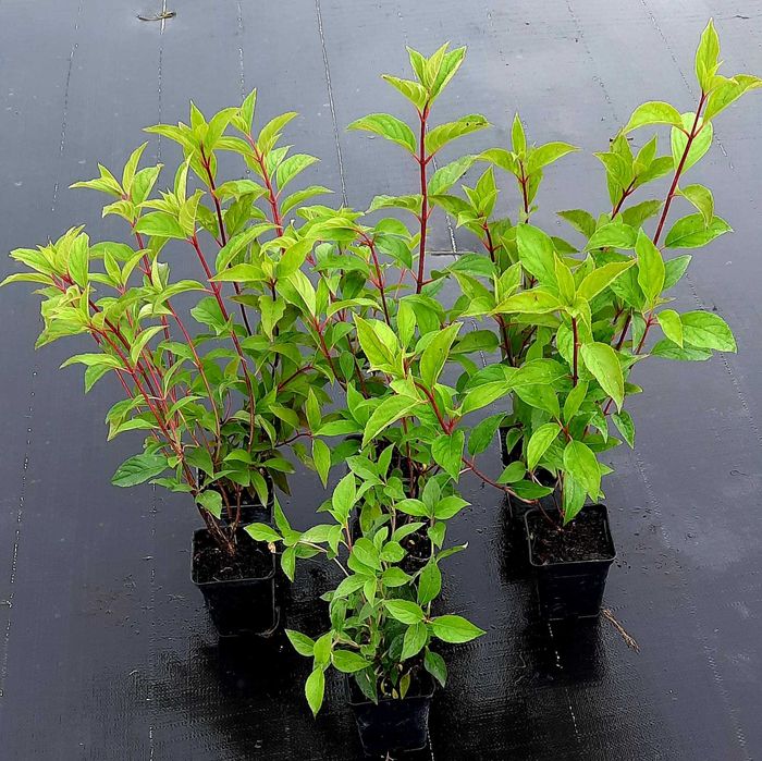 Hortensja bukietowa P9 w odmianach
