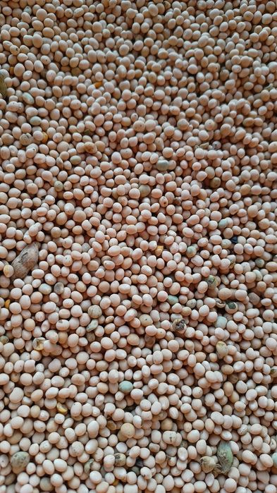 Groch siewny EKOLOGICZNY