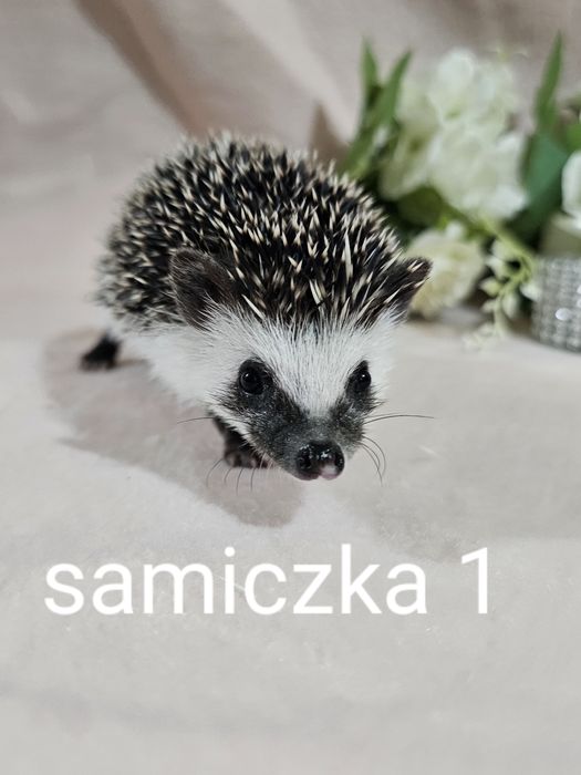 Jez pigmejski jez afrykański
