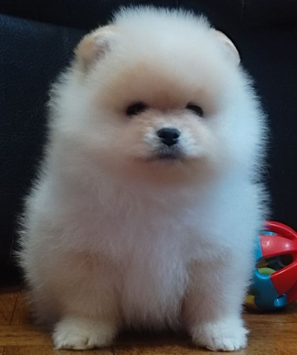 Мальчик крем 2месяца