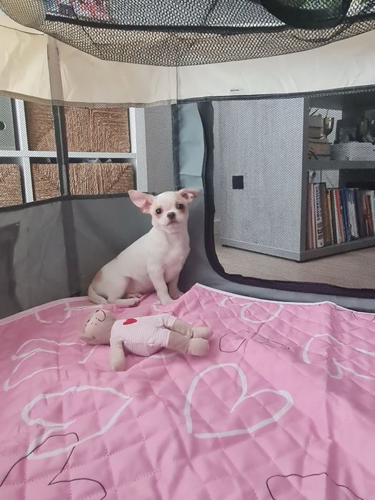 Estupendo menino mini Chihuahua Linhagem Russa de Qualidade