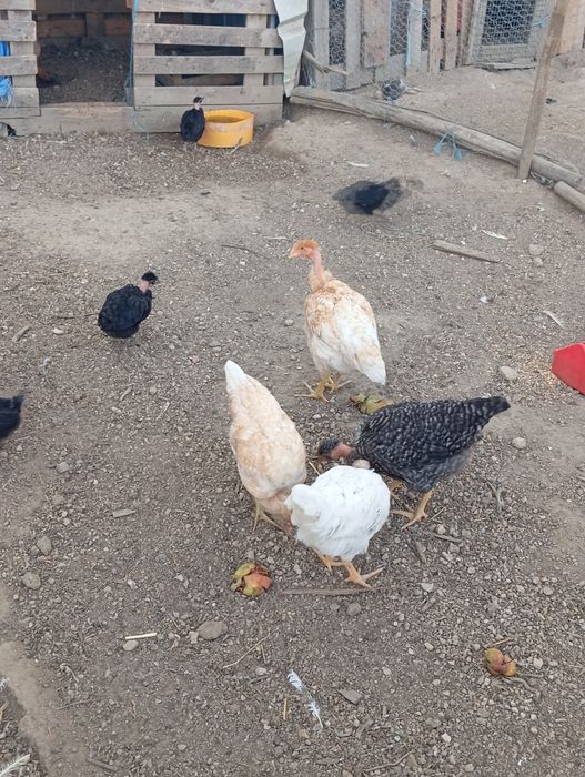 Galinhas peladas no pescoço
