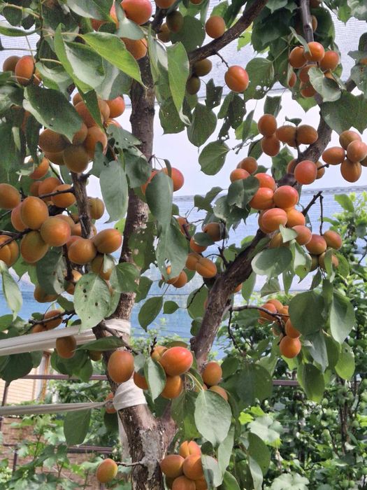 Продам саженцы, колоновидные растения