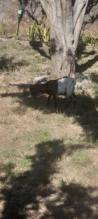 Vendo cabrito anao
