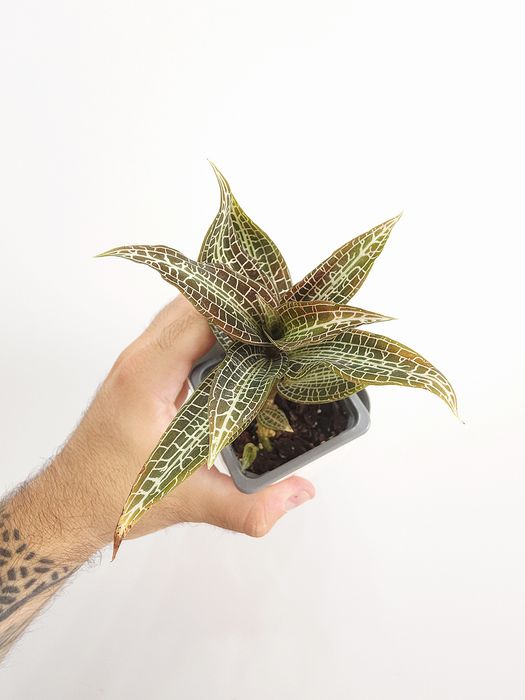 Goodyera Hispida (Jewel Orchid)