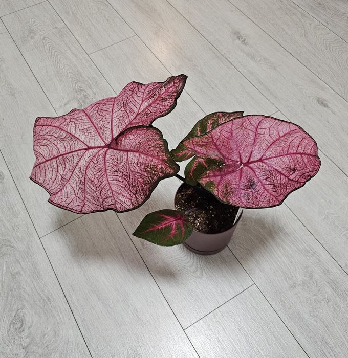 Каладіум Fannie Munson / Anna, Pink Cloud, каладиум, Caladium