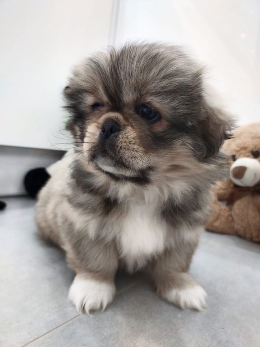 Pekińczyk szczeniak