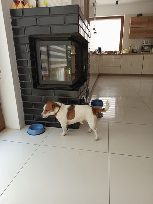 Jack Russell Terrier