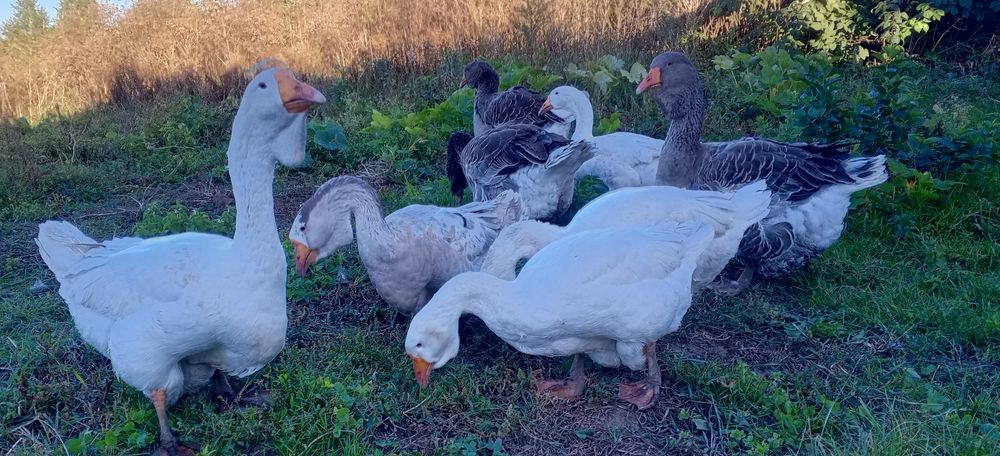 Гуси    Холмагори