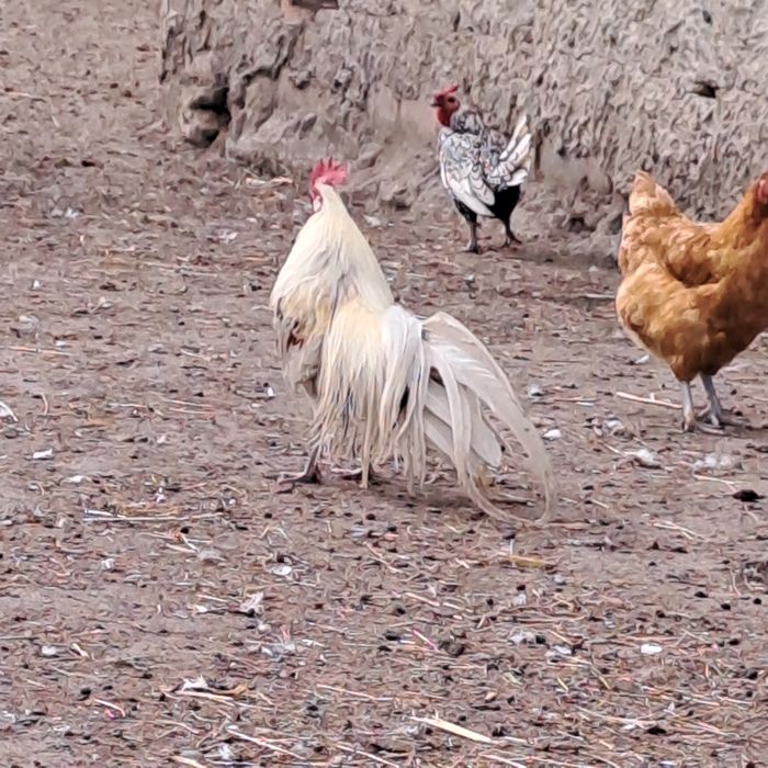 Sprzedam koguty feniks
