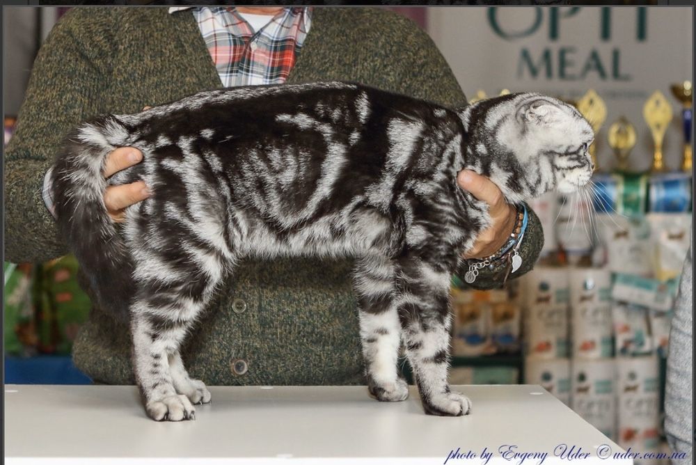 Вязка Шотландский кот