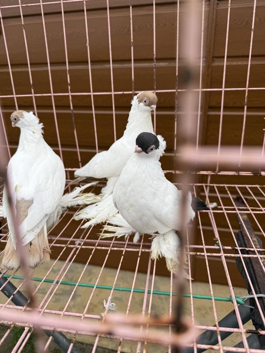 Sprzedam krymki bialostockie