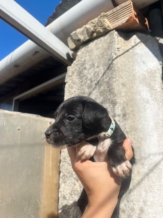 Cães Para Adoção