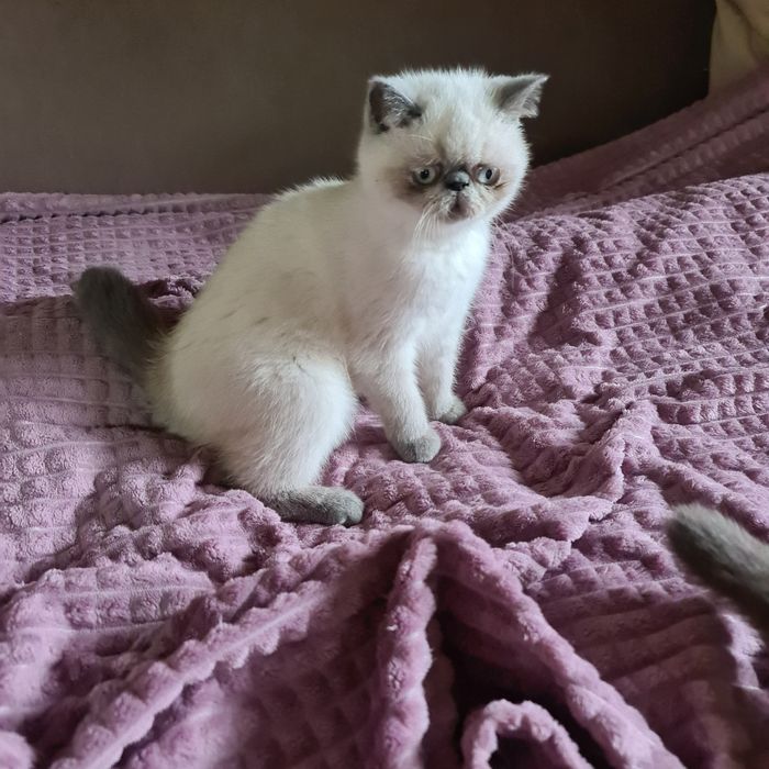 Кицюня-гарнюня  екзотик.