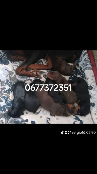 Добермани собаки доберман