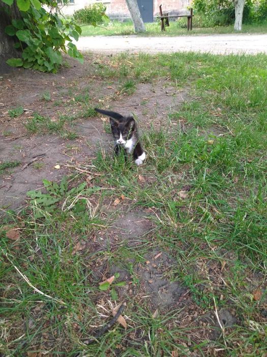 Кошенята шукають дім!