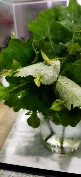 Liśćce (liściec phyllium)