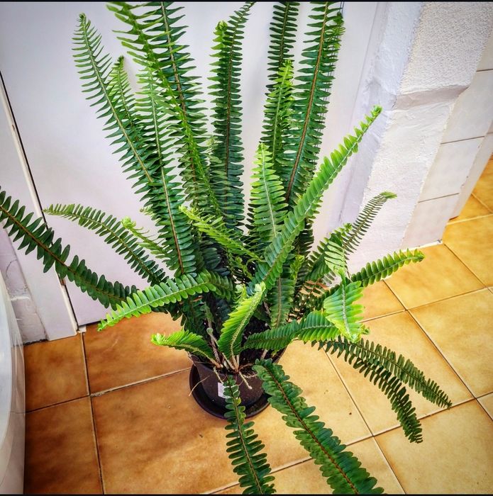 Feto, samambaia, planta, jardim, natureza, decoração