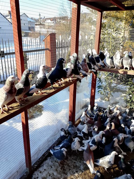 Gołębie Staropolskie