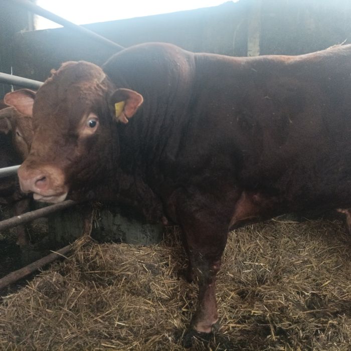 Sprzedam Hodowlane Byki Limousine