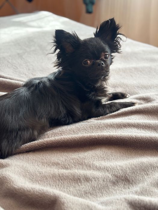 В’язка , хлопчик чихуахуа