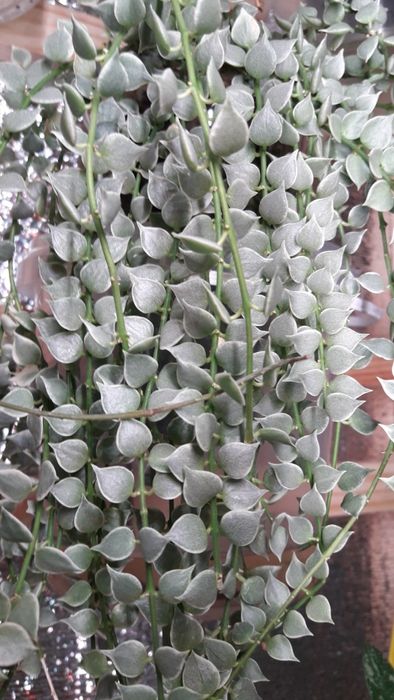 Дисхидии набор срезом