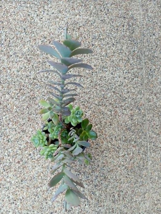 Arranjo de Suculentas com Kalanchoe Marnieriana (Saudáveis e Enraizadas)