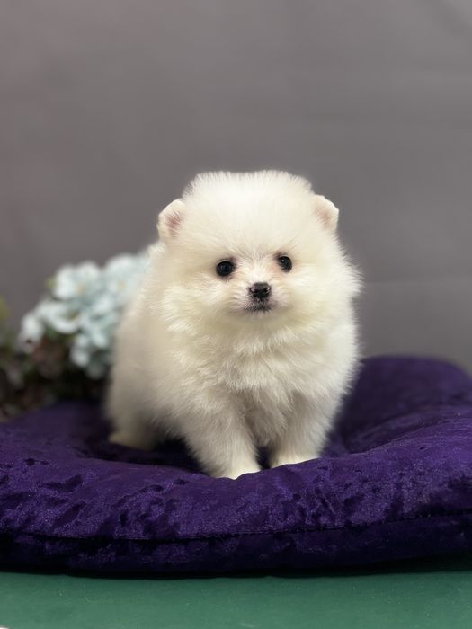 Гавкун померанчик