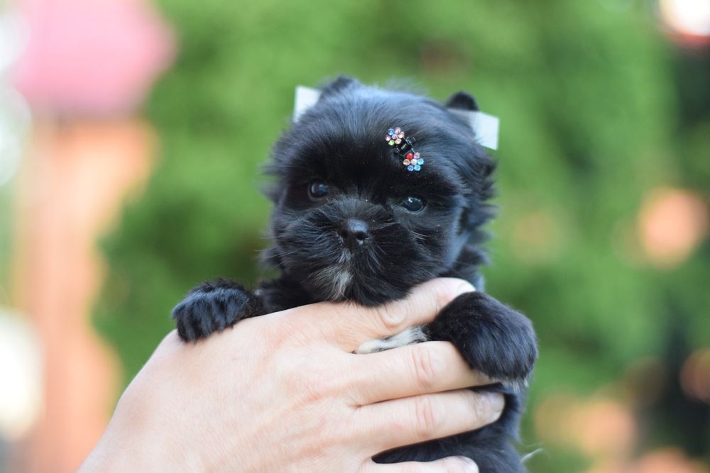 Мини мальчики Йорк. Бейбі-фейс йорки. Йорик