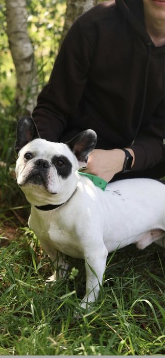 Do adopcji w typie buldog francuski