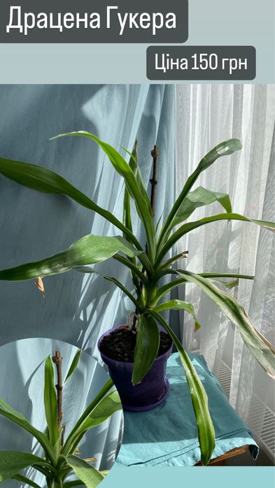 Кімнатні рослини