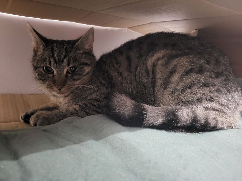 Koteczka i bury kocurek szukają domku na Śląsku