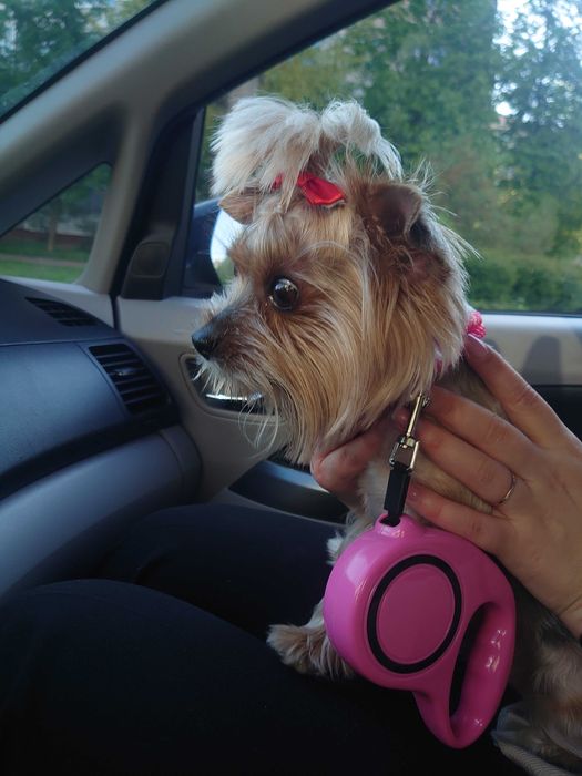 Доставка тварин, Перевезення тварин. Тернопіль. Переїзд. Трансфер