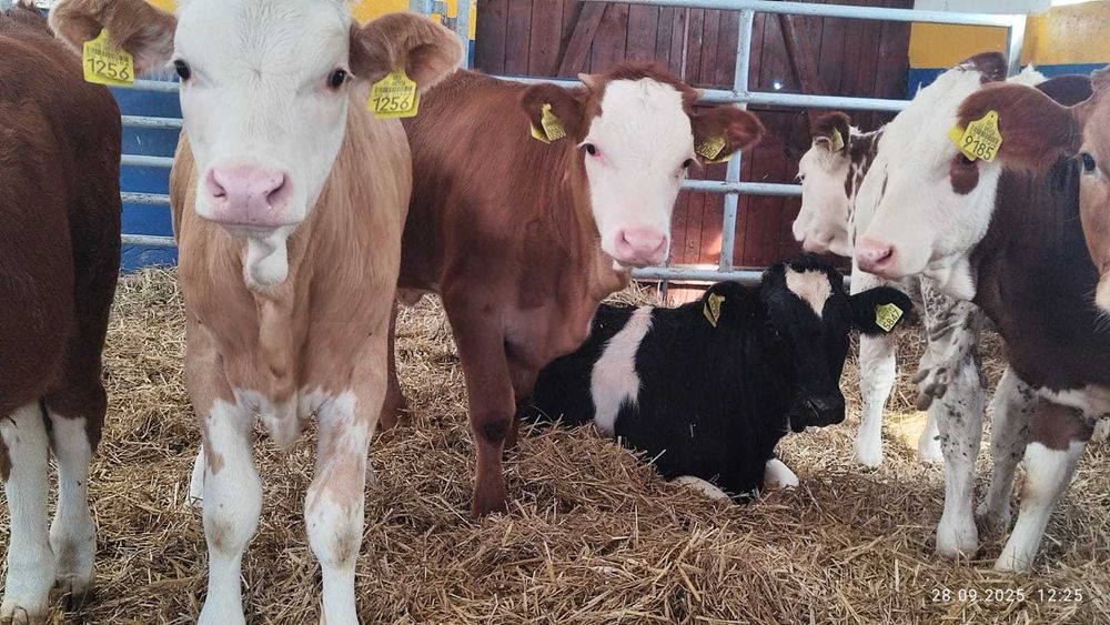 BYCZKI, STARTERY. Finansowanie, kontraktacja