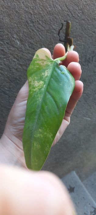 Philodendron różne odmiany