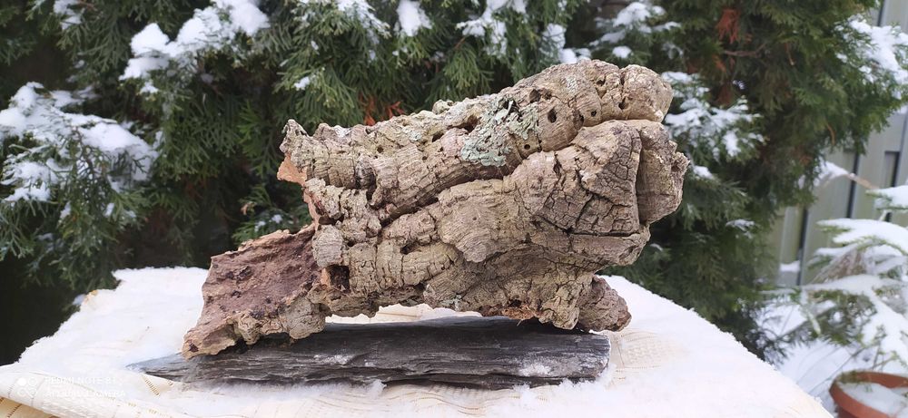 Grota z debu korkowego do terrarium