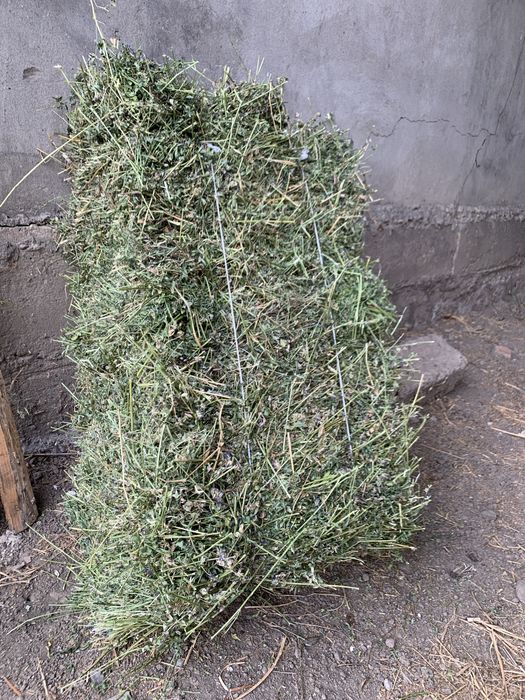 Продам люцерну в тюках