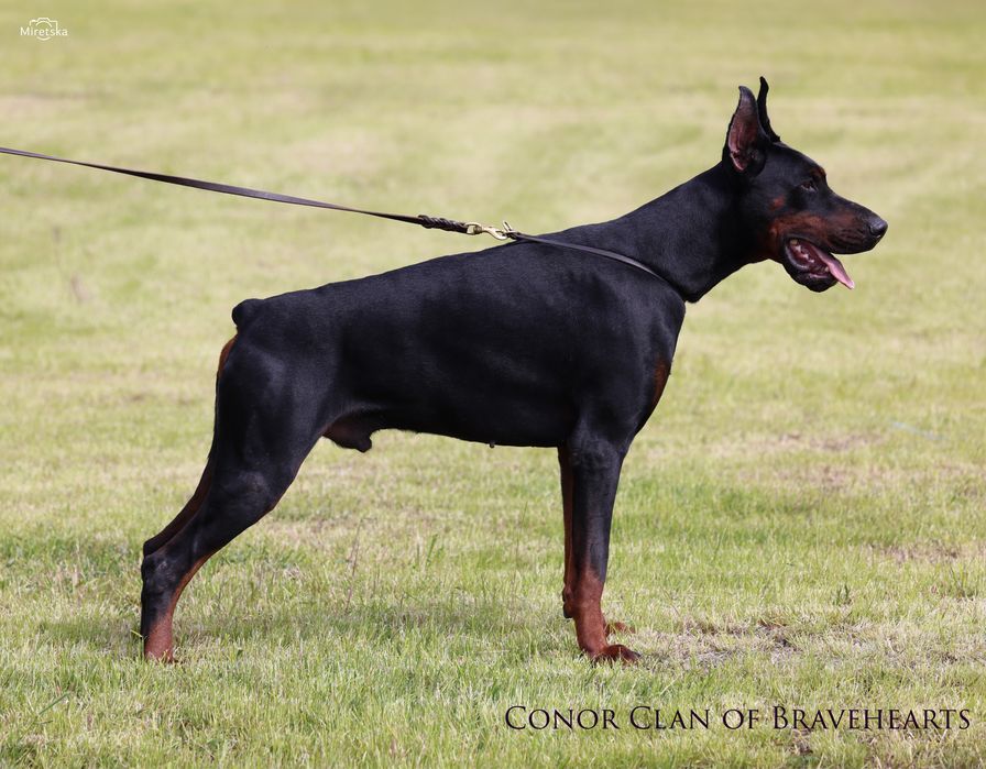 Вязка Доберман КСУ FCI