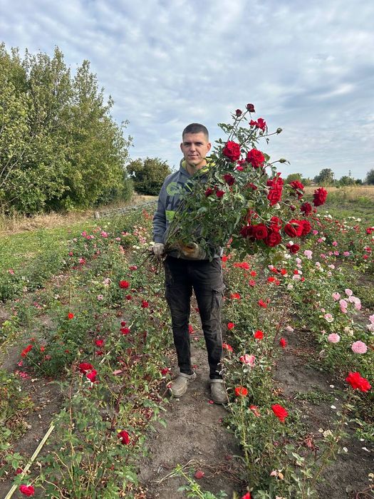 Саджанці троянд / саженцы роз. 100 грн