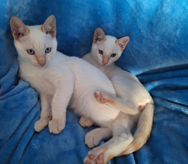 Gatinhos bebés machos