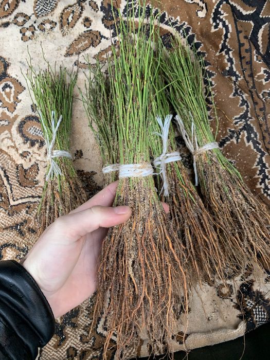 Підщепа аличі,жерделі,дички грушки,антипки,айва сідо, манжурки,хурми