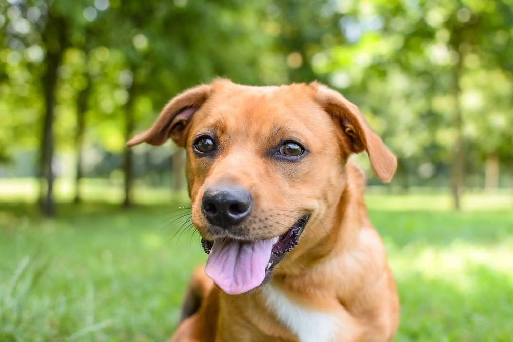 Uroczy, rudy kawaler wniesie do Domu dużo energii i radości!