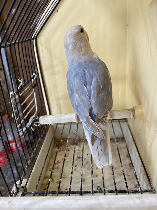 Agapornis rosicoliis  2026.  (Machos)