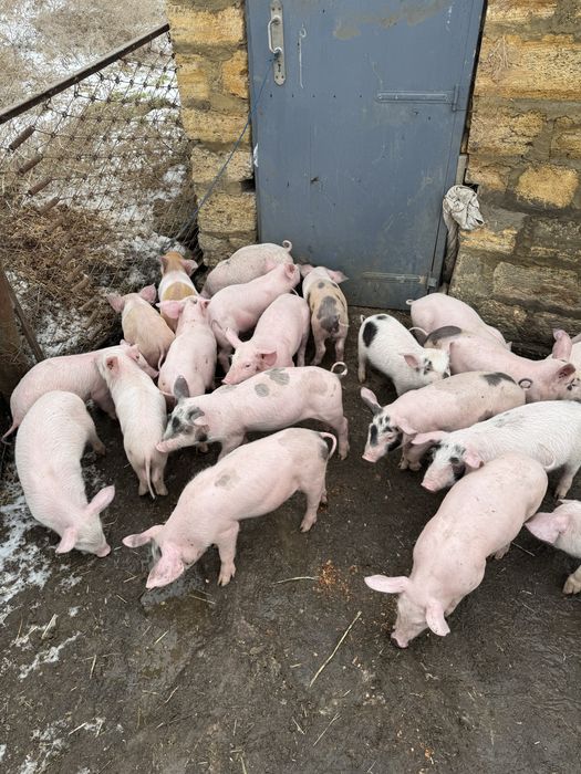 Поросята хрячки Йоркшер. Петрен. Ф1
