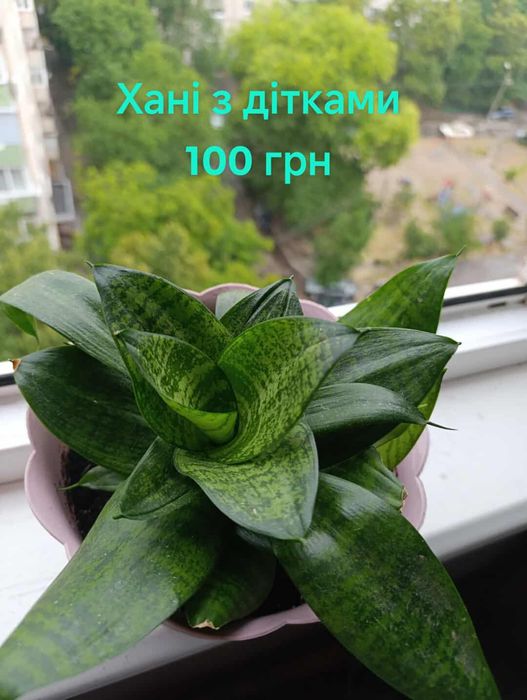 Комнатные растения