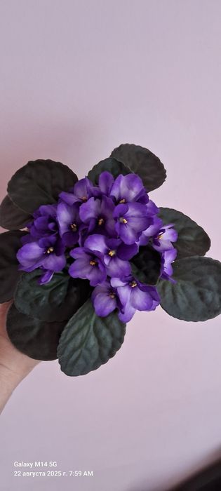 Обмен, цветущие фиалки.