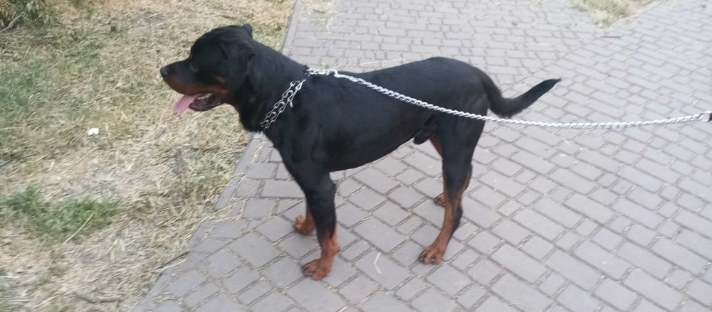 Ротвейлер молодой красивый для вязки