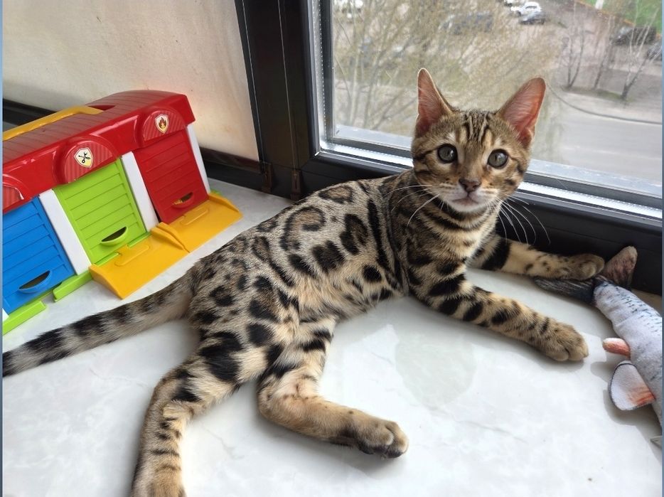 Бенгальське кошеня