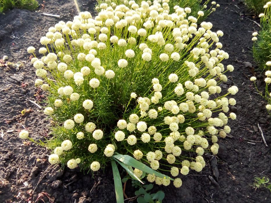 Сантолина, герань садовая - многолетки.