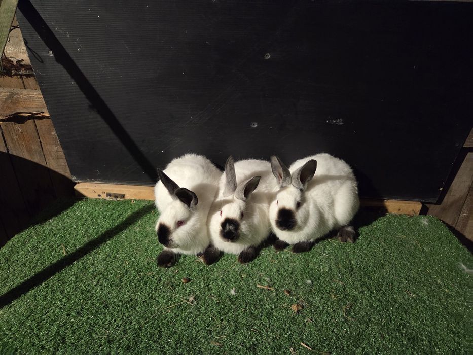 Króliki kalifornijskie młode samice i samce